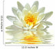 Lotus Flower Floating Water Wall Decal