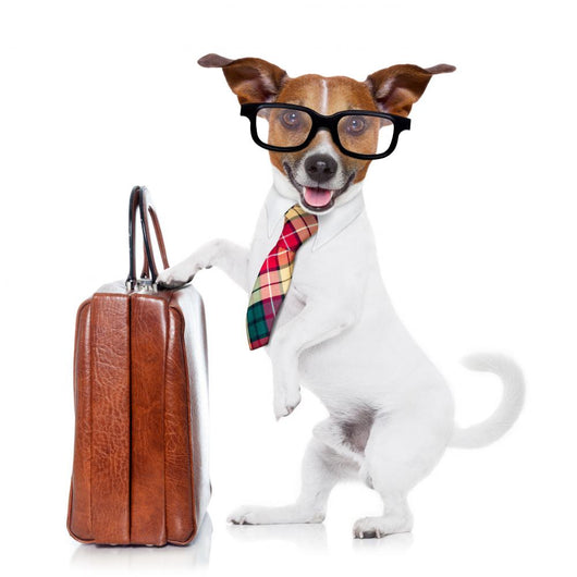 Businessman Boss Dog Wall Decal