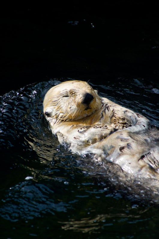 Sea Otter Wall Decal