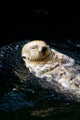 Sea Otter Wall Decal