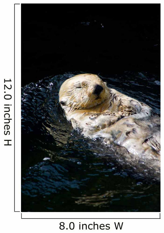 Sea Otter Wall Decal