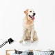 Golden Retriever Wall Decal