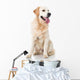 Golden Retriever Wall Decal
