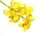 Cymbidium Wall Decal