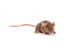 Small Mouse Wall Decal