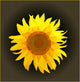 Sunflower Dark Gradient Wall Decal