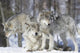 Grey Wolf Pack Wall Decal