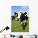 Cozy Cow Wall Decal