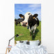 Cozy Cow Wall Decal