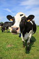 Cozy Cow Wall Decal