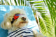 Holiday Dog Wall Decal