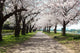 Cherry Tree Roadside Trees Wall Decal