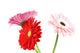 Gerbera Daisy White Wall Decal
