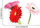 Gerbera Daisy White Wall Decal