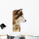 Alaskan Malamute Snow Wall Decal