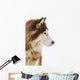 Alaskan Malamute Snow Wall Decal