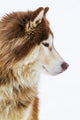 Alaskan Malamute Snow Wall Decal