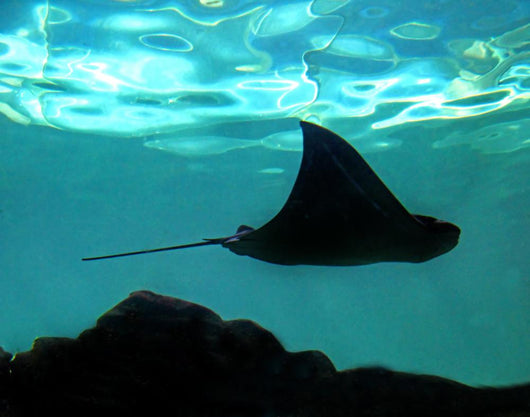 Stingray Wall Decal