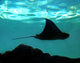 Stingray Wall Decal