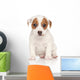 Jack Russell Terrier Pon Wall Decal
