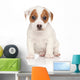 Jack Russell Terrier Pon Wall Decal