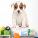 Jack Russell Terrier Pon Wall Decal