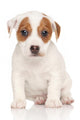 Jack Russell Terrier Pon Wall Decal
