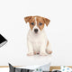 Jack Russell Terrier White Wall Decal
