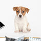 Jack Russell Terrier White Wall Decal