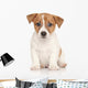 Jack Russell Terrier White Wall Decal
