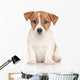 Jack Russell Terrier White Wall Decal