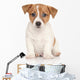Jack Russell Terrier White Wall Decal