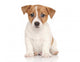 Jack Russell Terrier White Wall Decal