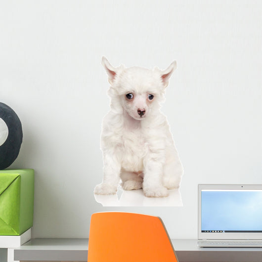 Portrait Chinese Crested Puppy Wall Decal