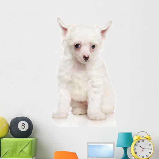 Portrait Chinese Crested Puppy Wall Decal