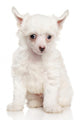 Portrait Chinese Crested Puppy Wall Decal