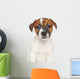 Jack Russell Puppy Wall Decal