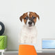 Jack Russell Puppy Wall Decal