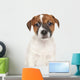 Jack Russell Puppy Wall Decal