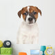 Jack Russell Puppy Wall Decal