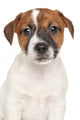 Jack Russell Puppy Wall Decal