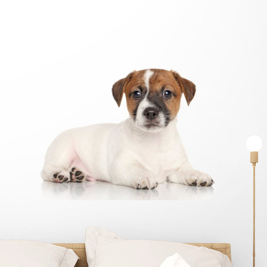 Jack Russell Puppy White Wall Decal