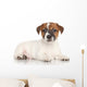 Jack Russell Puppy White Wall Decal