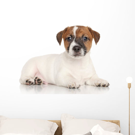 Jack Russell Puppy White Wall Decal