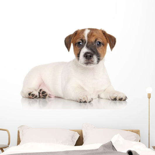 Jack Russell Puppy White Wall Decal