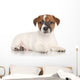Jack Russell Puppy White Wall Decal