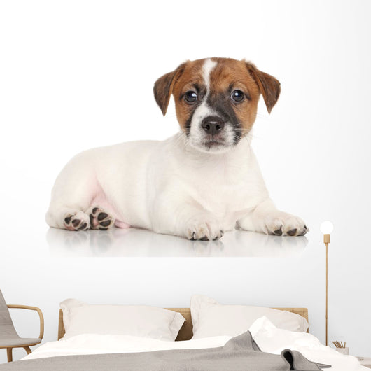 Jack Russell Puppy White Wall Decal