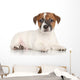 Jack Russell Puppy White Wall Decal