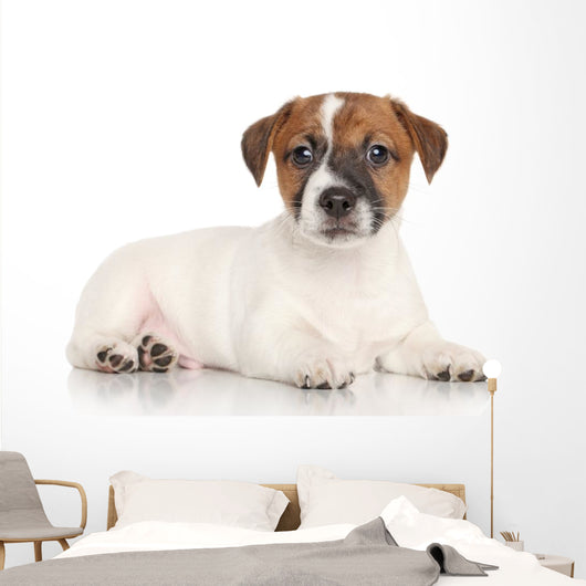 Jack Russell Puppy White Wall Decal