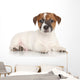 Jack Russell Puppy White Wall Decal